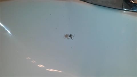 Guy startles spider while yelling at it