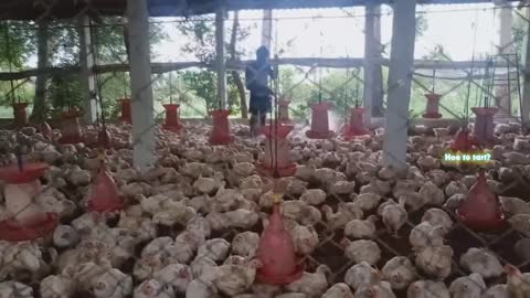 how to use broiler poultry medicine / Indian Poultry Farming