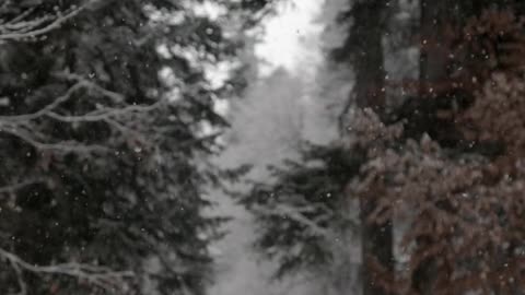 Snowfall in Winter Forest