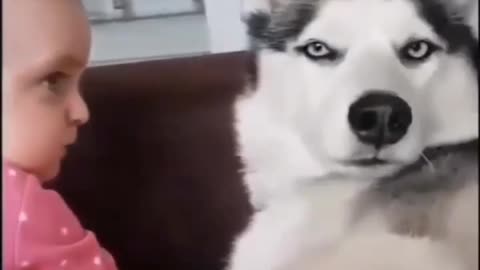 Funny dog