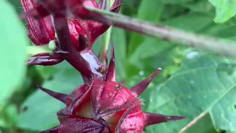 Hibiscus sabdariffa