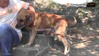 Tras 14 años de vivir amarrado a un árbol, liberan a perro en Bucaramanga