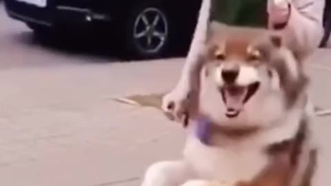 Funny Dog Walking Like His Owner