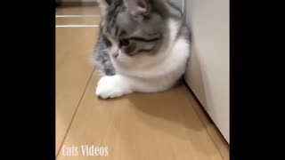 Cat Trying To Catch The Laser