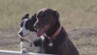 Two very clever puppies return from the owner looking out into the distance