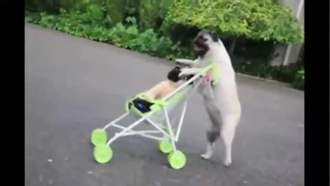 Pug puppy enjoying outside the house