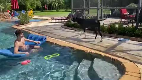 Water loving Great Dane enjoys swim with her new friend