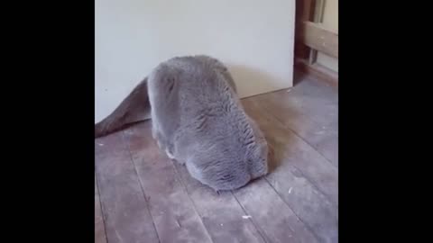 ostrich cat