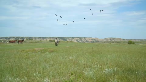 Flock of Birds Fly By Galloping Horse, Great Plains Landscape