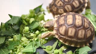 Baby turtles eating green onion