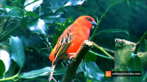 A beautiful and colourful bird is sitting on the tree and feeling so alone