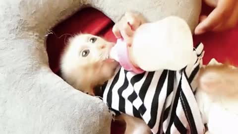 He's Very Newborn baby monkey - Adorable Monkeys #003