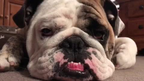 Bulldog Struggles to Stay Awake