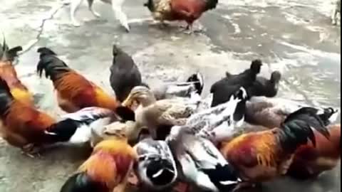 ROOSTER vs DOG FIGHT (watch until end)