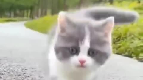 Kitty Walk