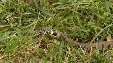 The lifespan of 17 WILD BRITISH ANIMALS Is Unknown?