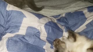 Just watch these kittens