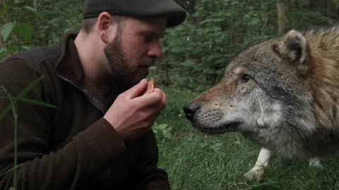 Feeding Wolves