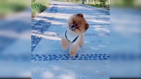 Cute Puppies Doing Funny Things Compilation #1 (720p)