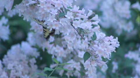 beautiful video close up butterfly on flower