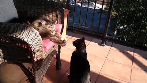 Rude kitty attacks sleeping cat for no apparent reason