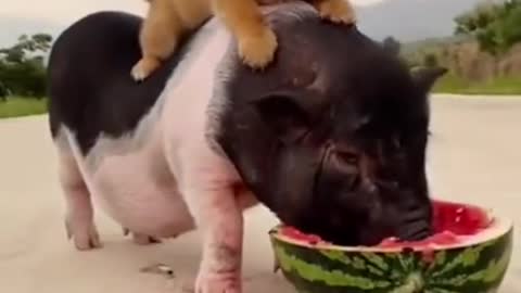 Piggy and dog funny moment ll