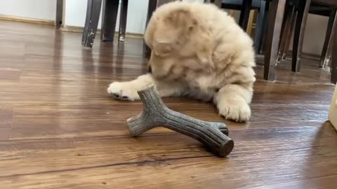 puppy playing,puppy funny videos,