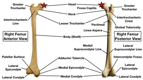 Femur Bone Anatomy Quiz [Labeled Diagram]