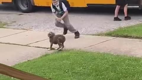 Puppy waits on school bus for boy