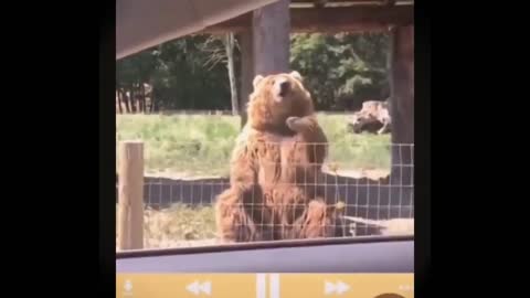 Amazing Bears have Tallent - Cute bear Compilation