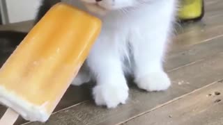 Cute Kitty Adorably Licks Ice Pop