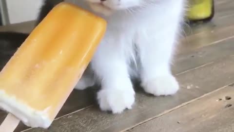 Cute Kitty Adorably Licks Ice Pop