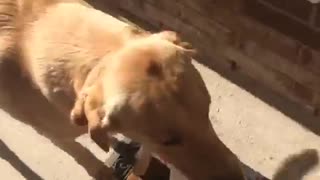 Golden retriever helps carry groceries