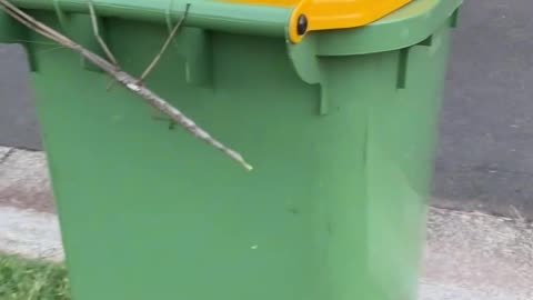 Giant Stick Insect On Wheelie Bin