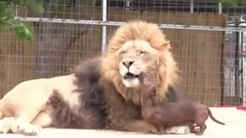 amazing lion and dog friends