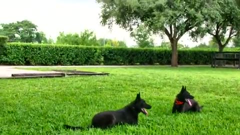 Behind the scene footage at dogs trainars,,,, dog training acadamy