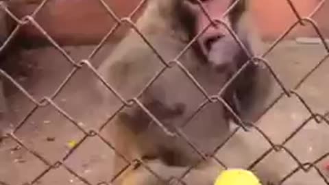 A monkey got angry with a man