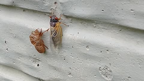 Cicada sighting