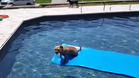 Pup in a pool