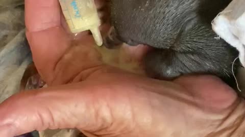 Baby Echidna Slurps a Snack