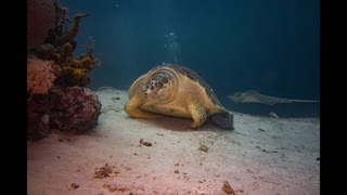 The Blue Hole -- Marine life around one of the world's deepest sinkhole.