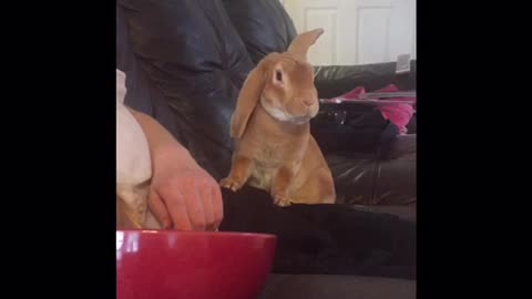 Bunny Rabbit Begs like a Dog for Girls Food!