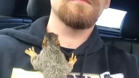 Baby squirrel climbs all over caretaker during car ride