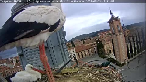White Stork- Alcalá de Henares, Madrid