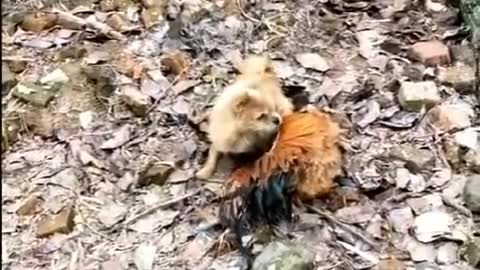 Chicken and dog funny fight