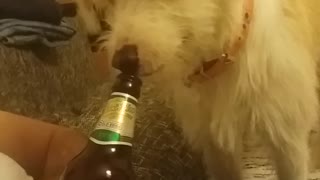 White dog licking top of brown beer bottle