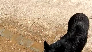 Dog getting showered doesn't like water