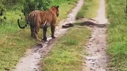 Tiger attacked python in Jim corbett national park