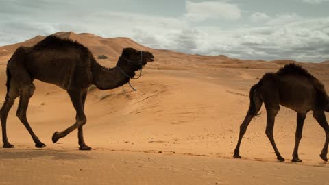 Camels walking fast in the desert