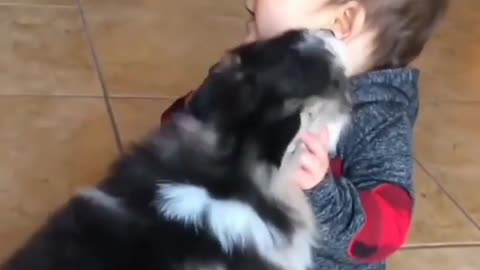 The dog plays with the baby